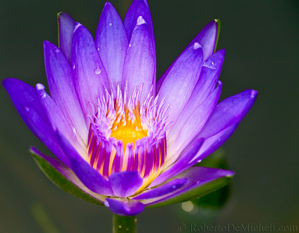 SEAS14 Water Lily Botanical Garden Singapore slides/IMG_7773.jpg